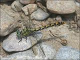 2007-07-25_Grote_tanglibel_v_-_Spaanse Pyreneeen